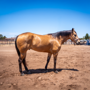 Amigo Green 4 Year Old