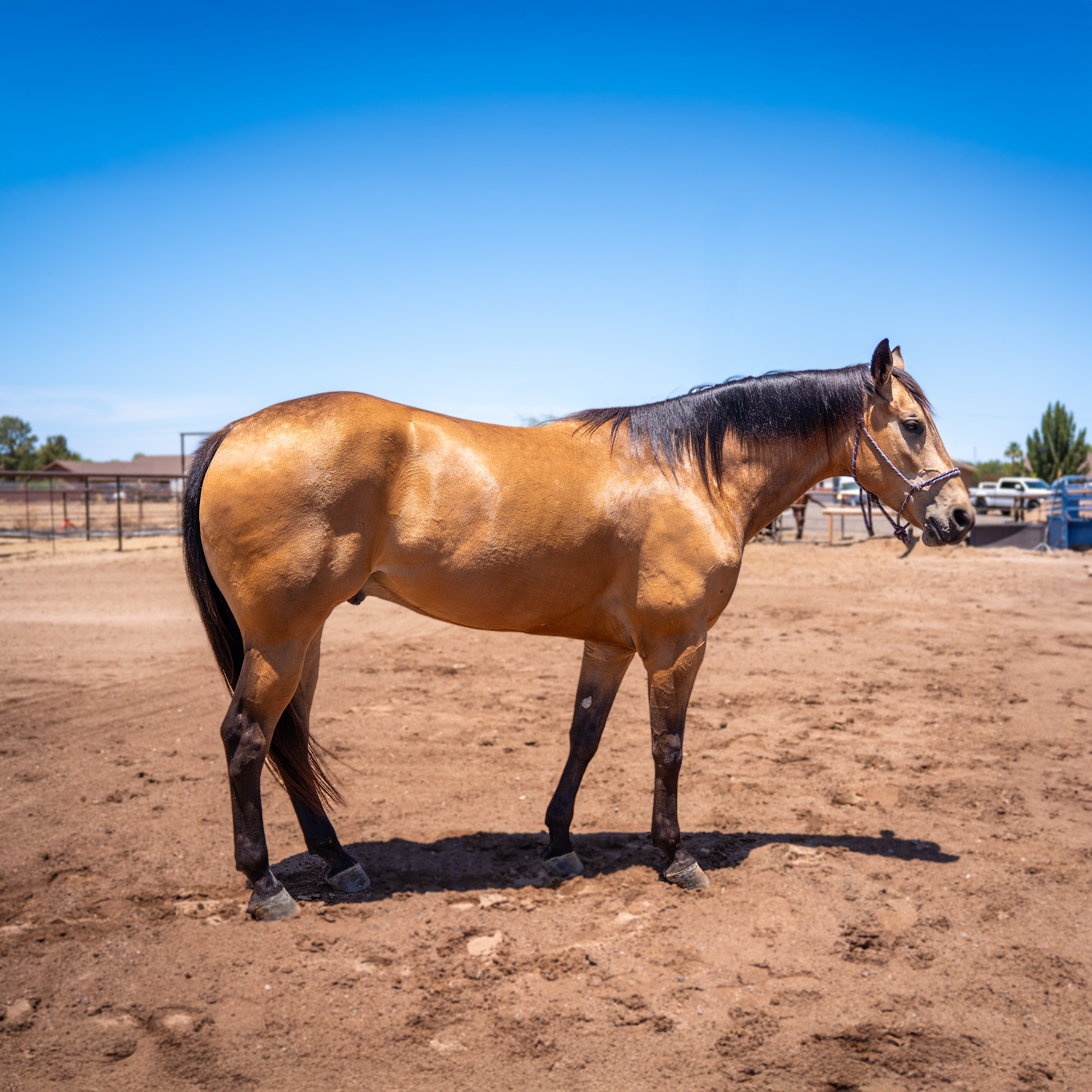 Amigo Green 4 Year Old