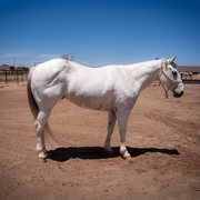 Icecube Ranch & Heel Horse