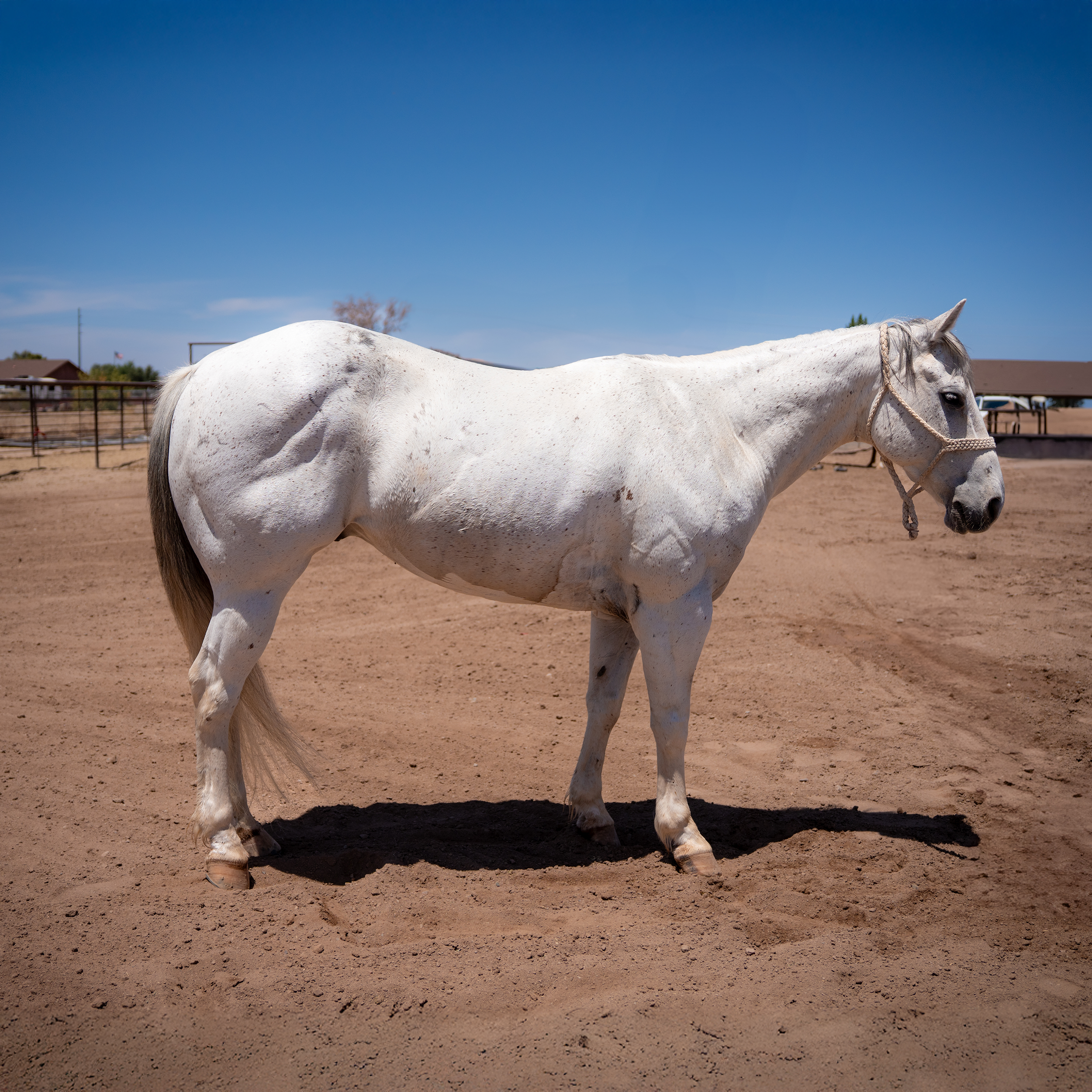Icecube Ranch & Heel Horse