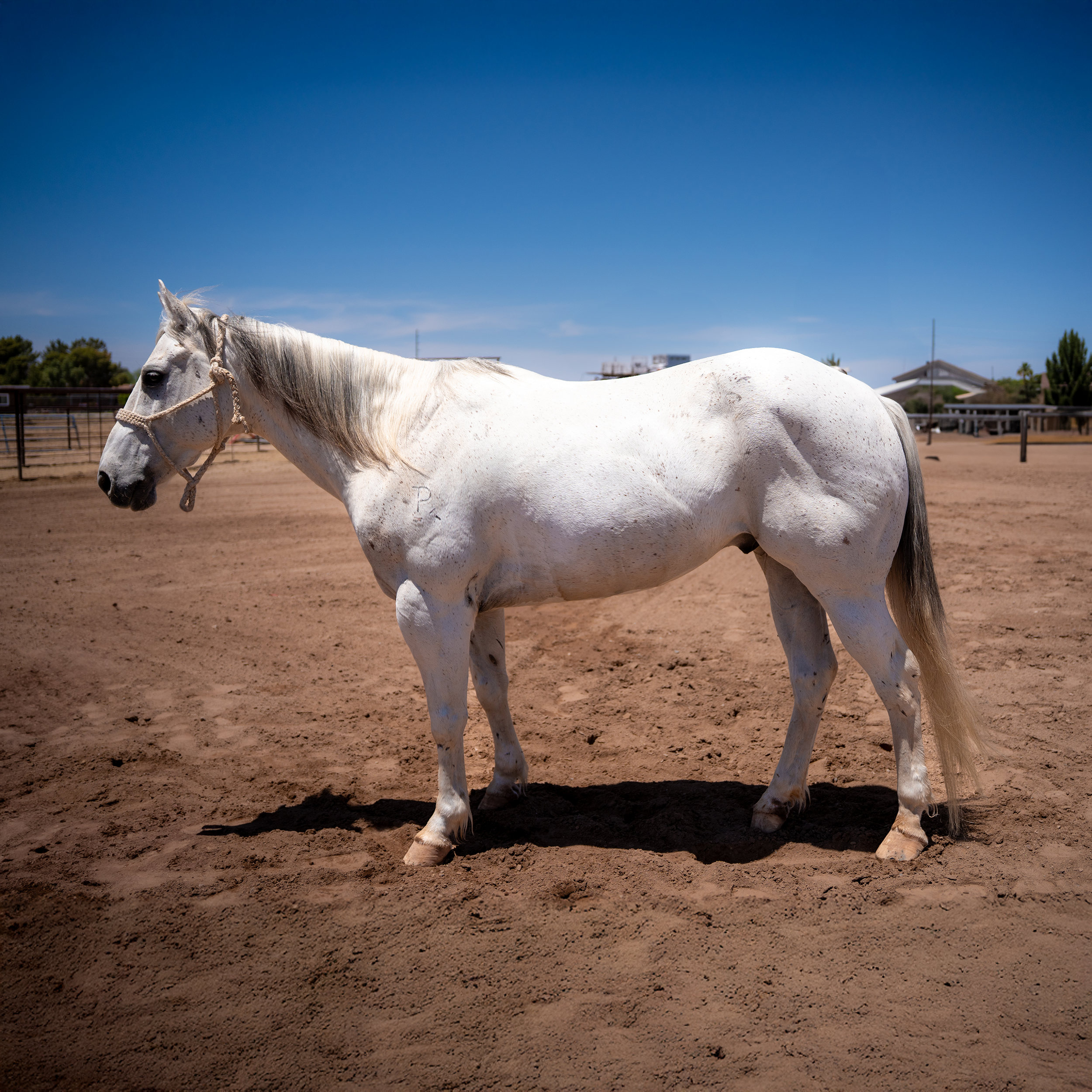 Icecube Ranch & Heel Horse