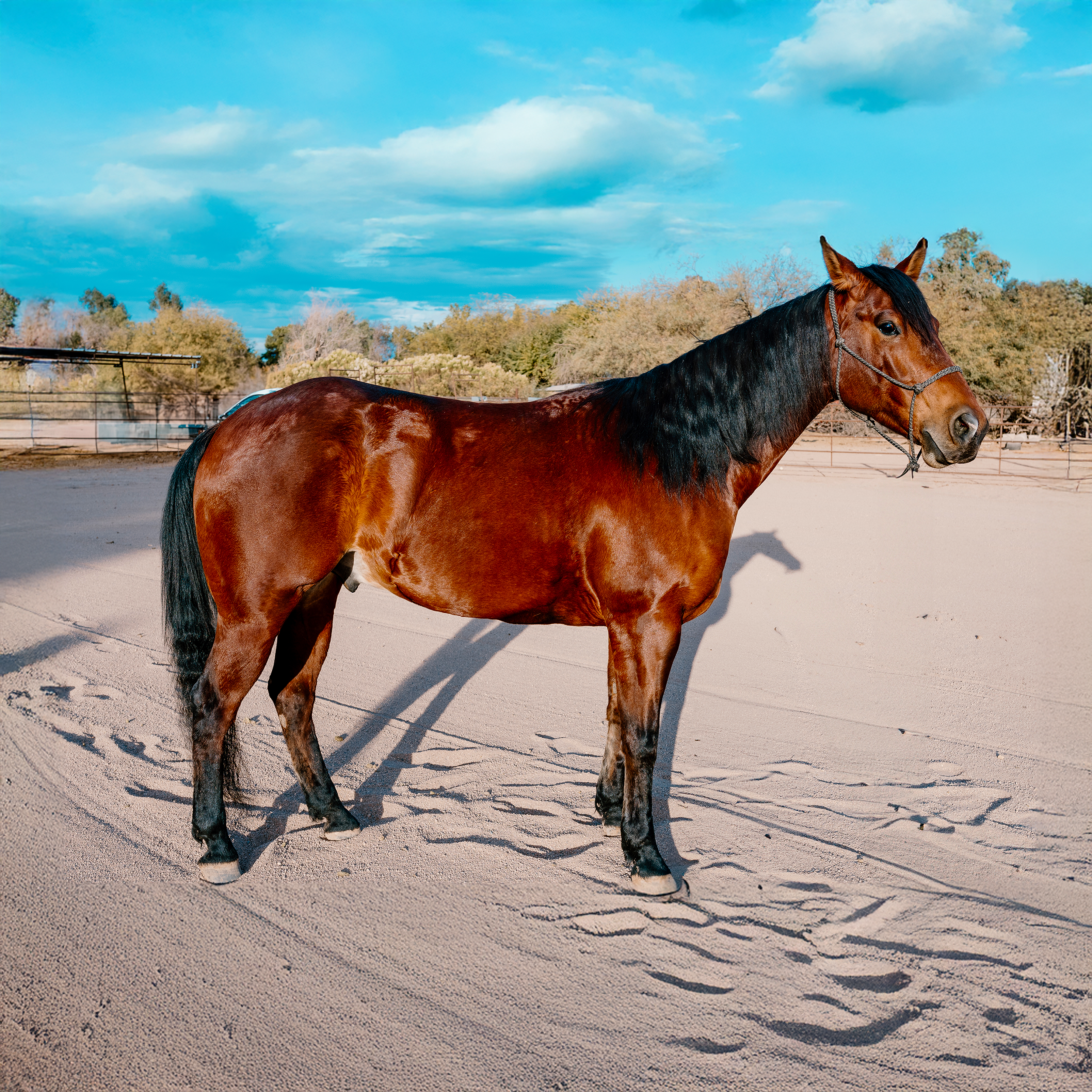 Tex Finished Bay Heel Horse
