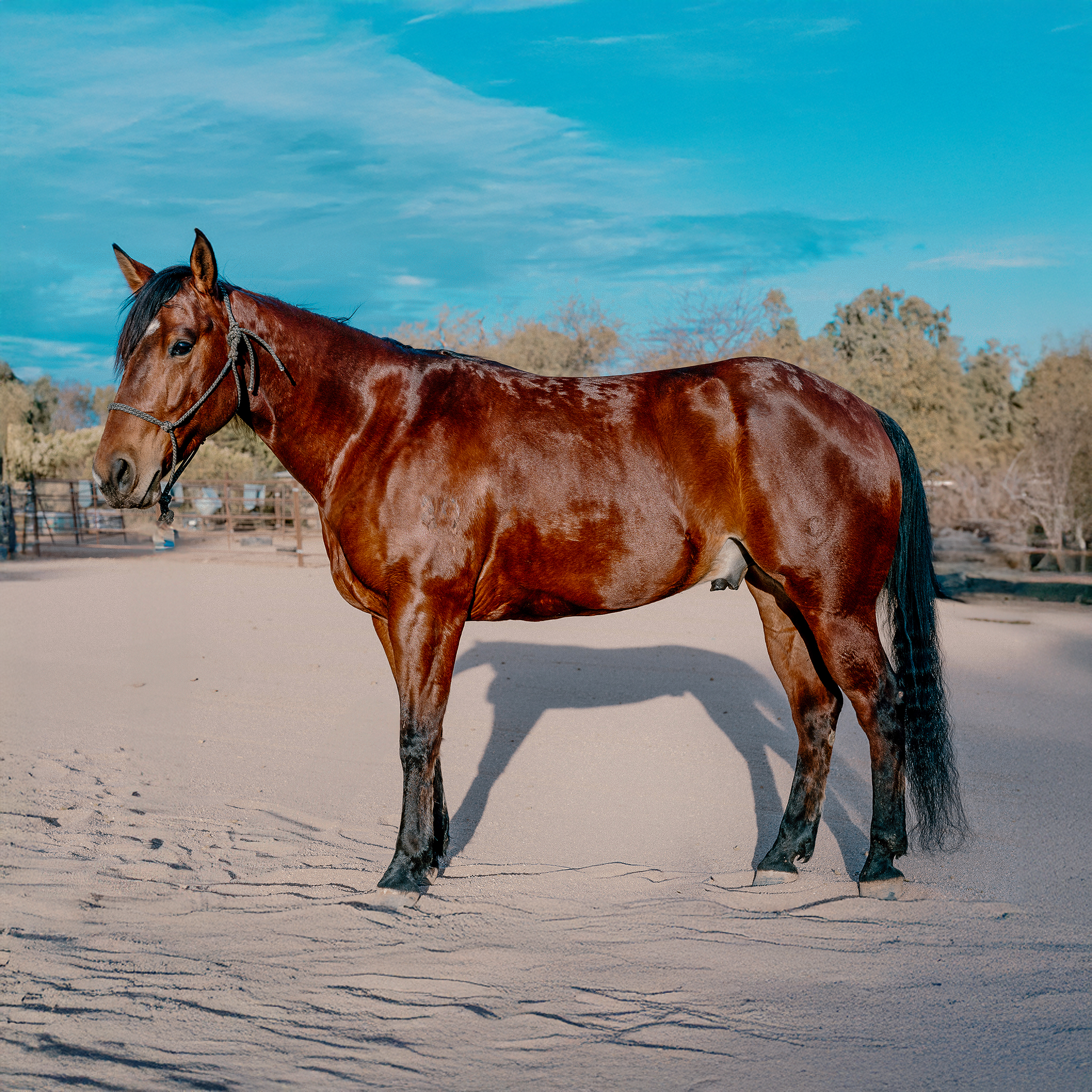 Tex Finished Bay Heel Horse