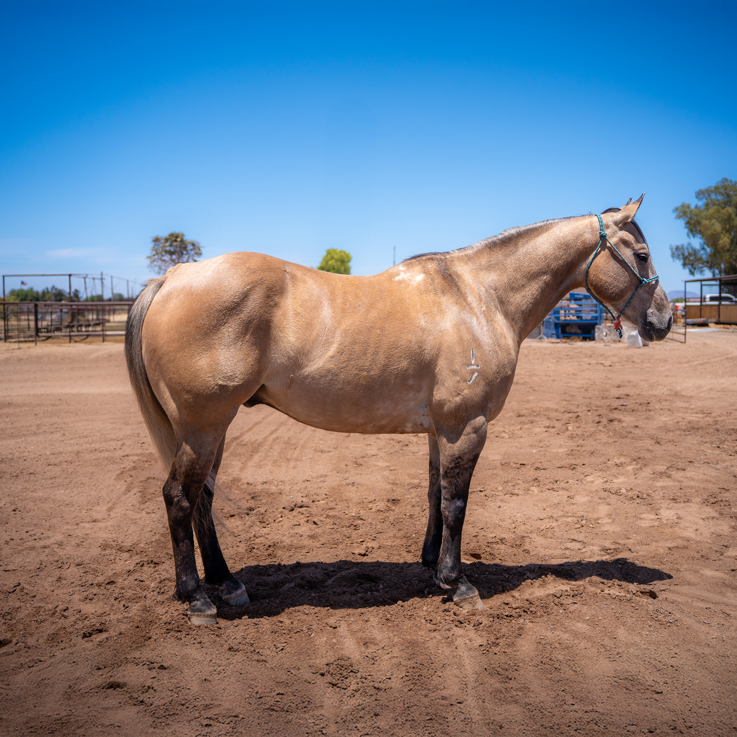 Trigger Finished Heel Horse